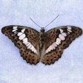 Commander Moduza( Limenitis) procris